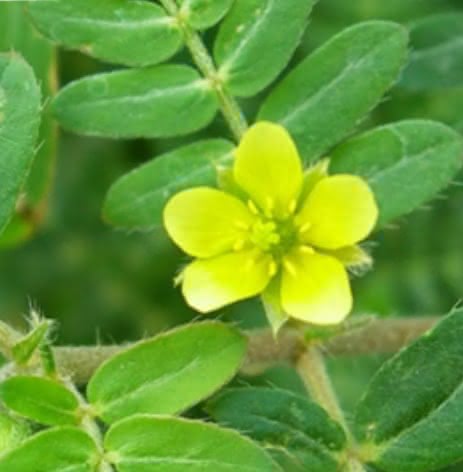 Tribulus Terrestris bula