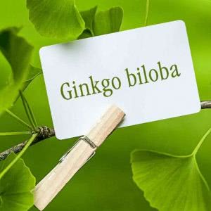 Ginkgo Biloba -> Utilidades, Benefícios, Possui contraindicação?