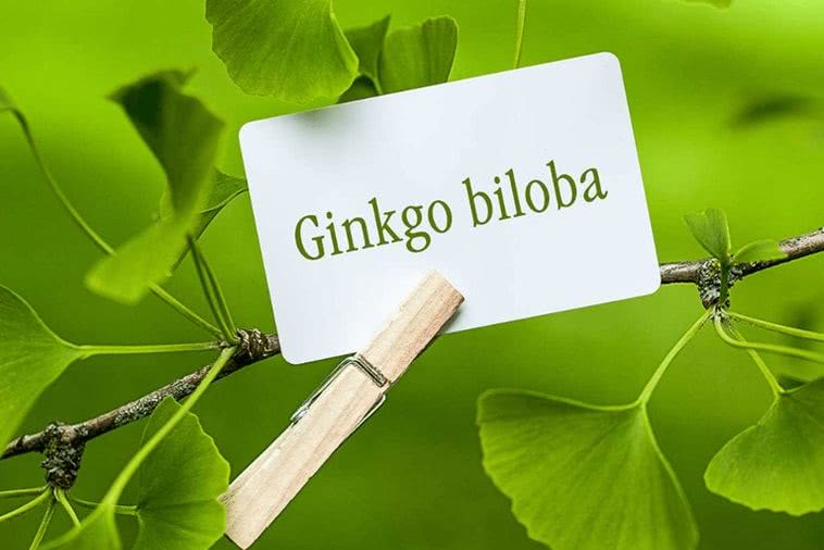 Ginkgo Biloba